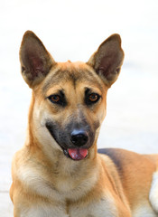 The face of the dog that is staring.