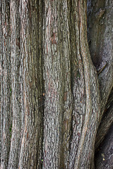 Obraz premium texture rough bark of a tree hawthorn close-up