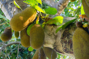 Plenty of tropical green jackfruits on the tree in the garden