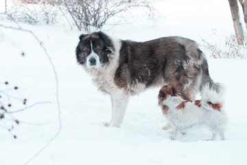 Adult Caucasian Shepherd dog is outside on a cold winter day with snow