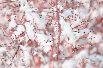 Snow on the tree branches. Winter View of trees covered with snow. The severity of the branches under the snow.