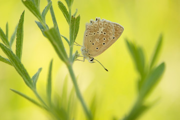 Meleager’s blue butterfly resting in grass on a soft green background