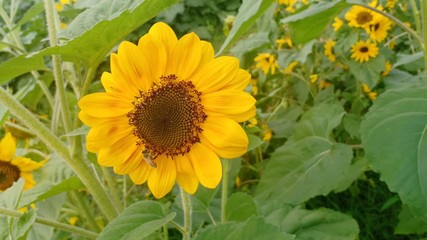 Fototapeta premium Sunflower volume 22585585