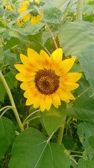 Sunflower volume 66855585