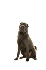 Sitting grey Shar Pei dog looking at the camera isolated on a white background