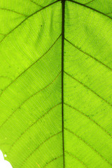 green cell structure texture of nature leaf background