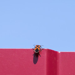 Little red bug climbs through a red fence