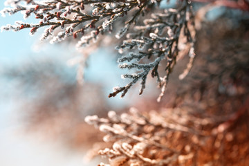 Fluffy Christmas trees under the snow.