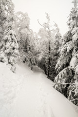 snow covered hiking trail with frozen trees bellow Lysa hora hill in Moravskoslezske Beskydy...