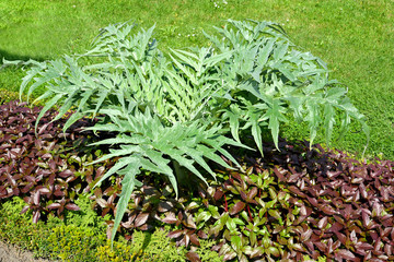 Sowing campaign artichoke (Cynara scolymus L.) in decorative gardening