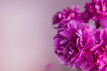  Closeup pink peony flowers 