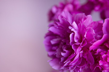  Peony flower closeup.