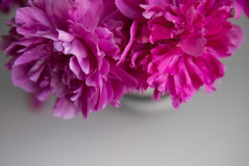 Peony flowers in a vase.