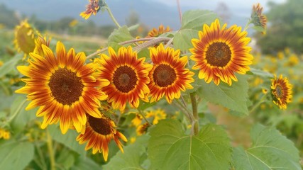 Obraz premium Sunflower blooming volume 68386
