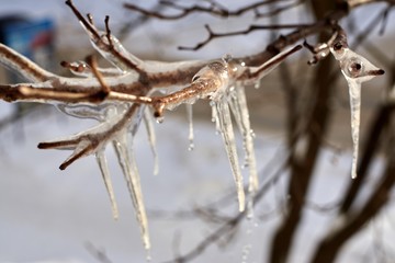 Frozen tree branch with icicles, early spring