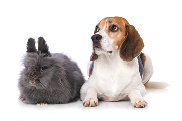 Dog with rabbit isolated on white