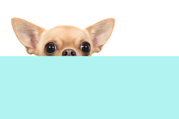 Cute chihuahua dog peaking over the edge of a blue and white checkered box
