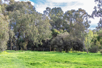 Eucalyptus trees in a botanical garden on a sunny green lawn under a blue sky with clouds. Landscape