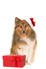 Sitting sheltland sheepdog sheltie facing the camera wearings santa's hat sitting in front of a red...