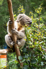 Fototapeta premium COALA