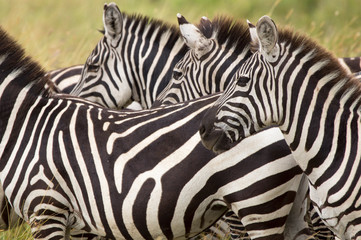 Fototapeta na wymiar Zebras in the Serengeti - Tanzania