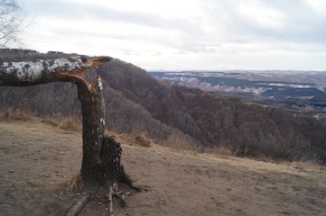 broken birch in the mountains
