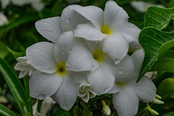 Fototapeta premium very close view of plumeria white flowery in tree with water drops looking awesome after rain felled. 