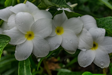 very close view of plumeria white flowery in tree with water drops looking awesome after rain felled. 