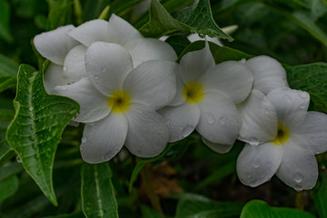 very close view of plumeria white flowery in tree with water drops looking awesome after rain felled. 