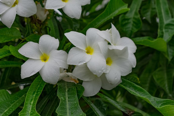 Obraz premium very close view of plumeria white flowery in tree with water drops looking awesome after rain felled. 