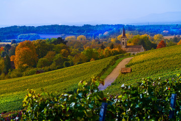 Weinberge Reben