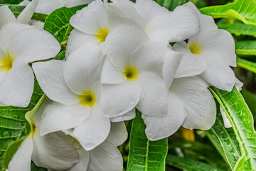 very close view of plumeria white flowery in tree with water drops looking awesome after rain felled. 