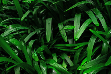 Beautiful exotic plants from jungle. Green leaves. Tropical wallpaper.