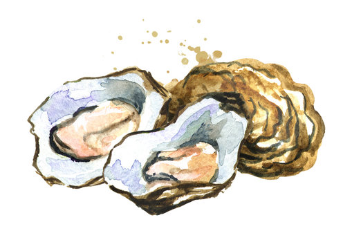 Fresh Oyster, seafood, Watercolor hand drawn illustration isolated on white background