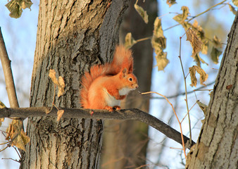squirrel resting on a tree branch