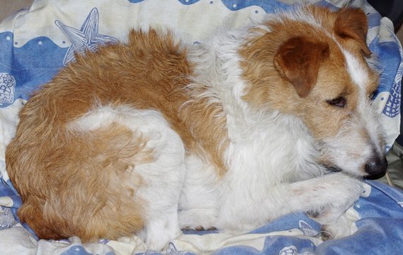 Un chien
