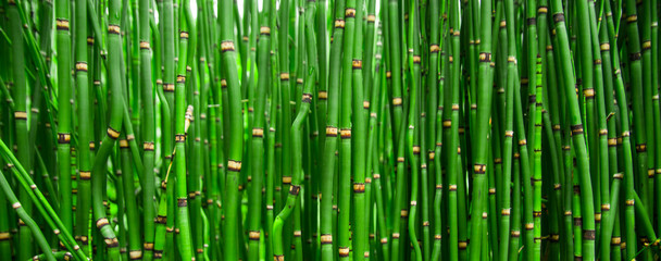 Beautiful bamboo texture background. Green asian plants. © Maksim Shmeljov