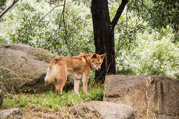 Lobo 