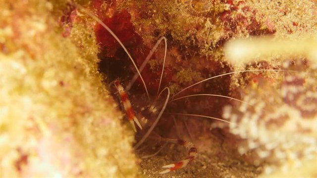 Close up of a banded cleaner shrimp as a part of the coral reef in the Caribbean Sea around Curacao