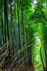 Beautiful bright bamboo forest with tall trunks