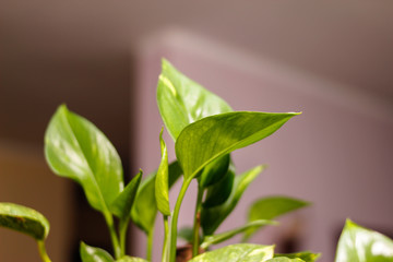 Leaves of indoor evergreen plant liana