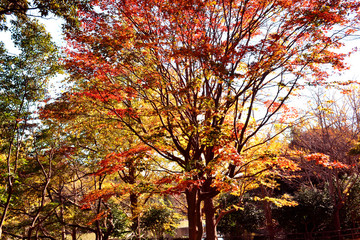 三ッ池公園の秋