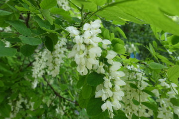Pendulous racemes of white flowers of black locust in spring