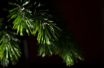 Young pine`s branch at black background, winter greenery dark mood photo