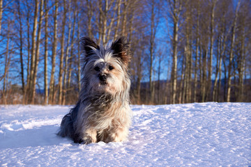 Small shaggy dog sitting on a clearing near the forest edge