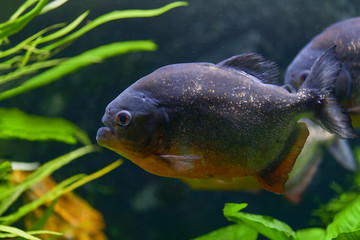 Predatory piranha fish swim in a transparent aquarium in a pet store. Horizontal photography