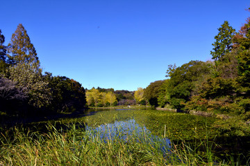三ッ池公園の秋