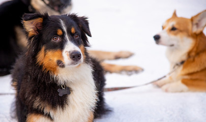 Aussie Australian shepherd lying on the snow among other dog