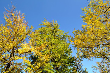 三ッ池公園の秋
