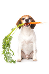 Dog holding a carrot isolated on white background